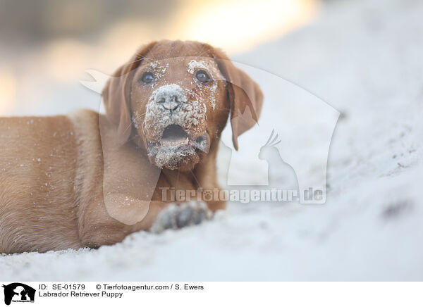 Labrador Retriever Puppy / SE-01579