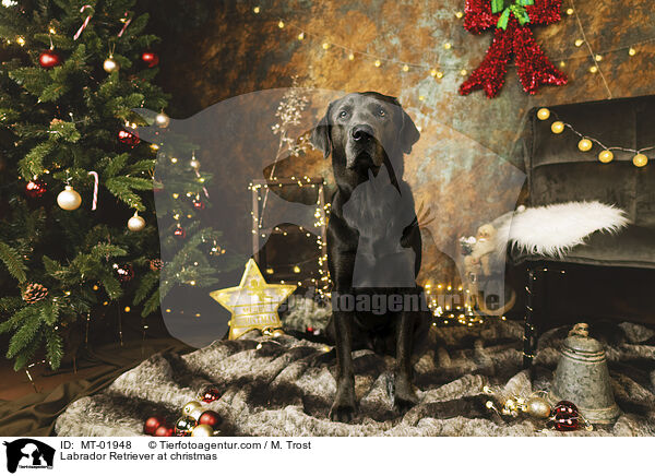 Labrador Retriever at christmas / MT-01948