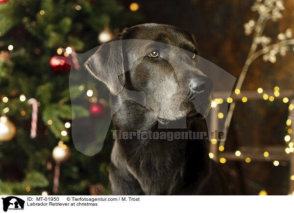 Labrador Retriever an Weihnachten / Labrador Retriever at christmas / MT-01950