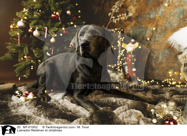 Labrador Retriever at christmas / MT-01952