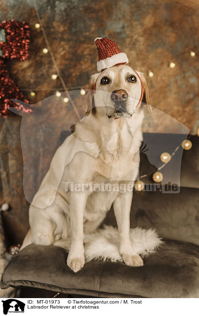 Labrador Retriever at christmas / MT-01973