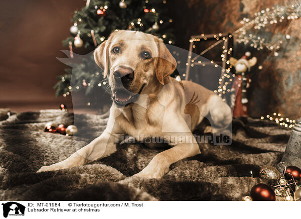 Labrador Retriever at christmas / MT-01984