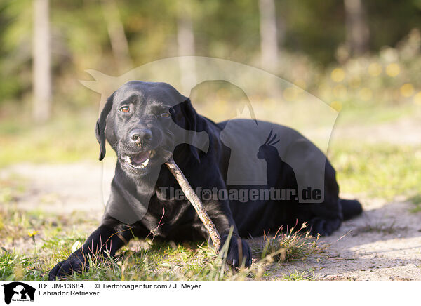 Labrador Retriever / JM-13684