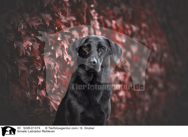 female Labrador Retriever / SGR-01374