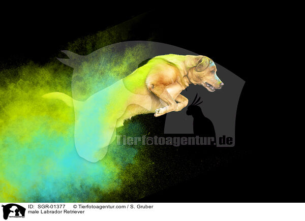 male Labrador Retriever / SGR-01377