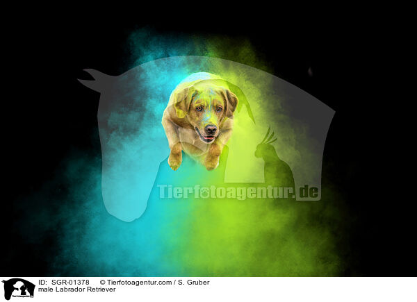male Labrador Retriever / SGR-01378