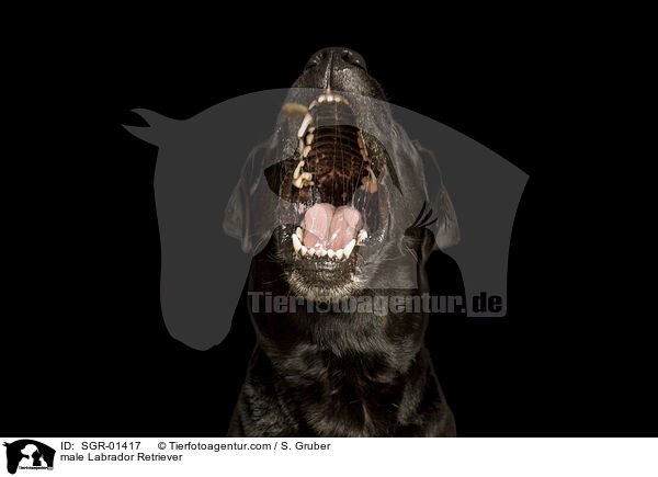 male Labrador Retriever / SGR-01417