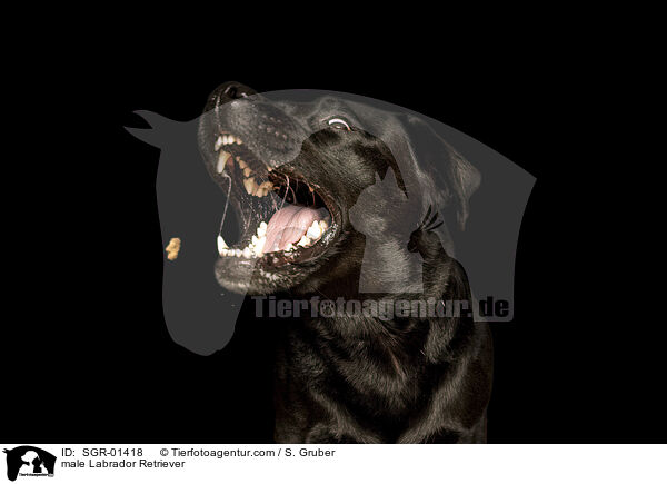 Labrador Retriever Rde / male Labrador Retriever / SGR-01418