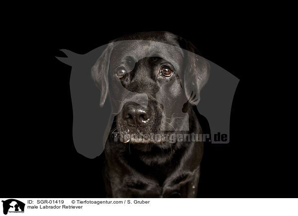 male Labrador Retriever / SGR-01419
