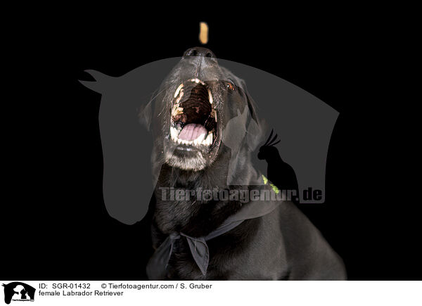 female Labrador Retriever / SGR-01432