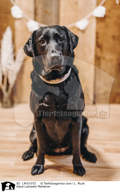 black Labrador Retriever / LR-01072