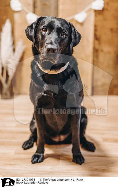 black Labrador Retriever / LR-01073