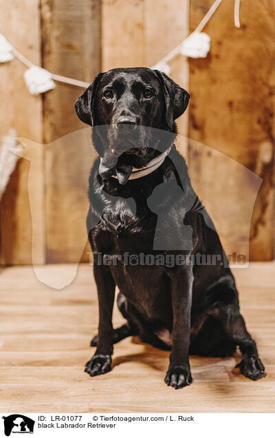 black Labrador Retriever / LR-01077