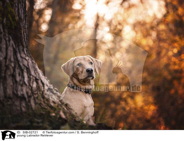 young Labrador Retriever / SIB-02721