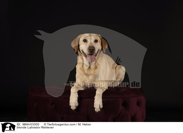 blonde Labrador Retriever / MAH-03300