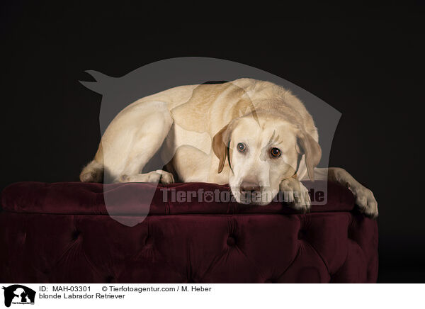 blonde Labrador Retriever / MAH-03301