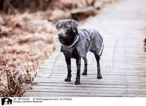 female Labrador Retriever / NP-03209
