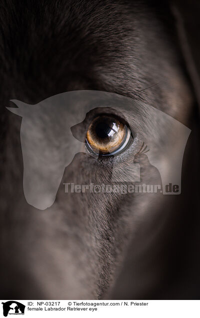 female Labrador Retriever eye / NP-03217