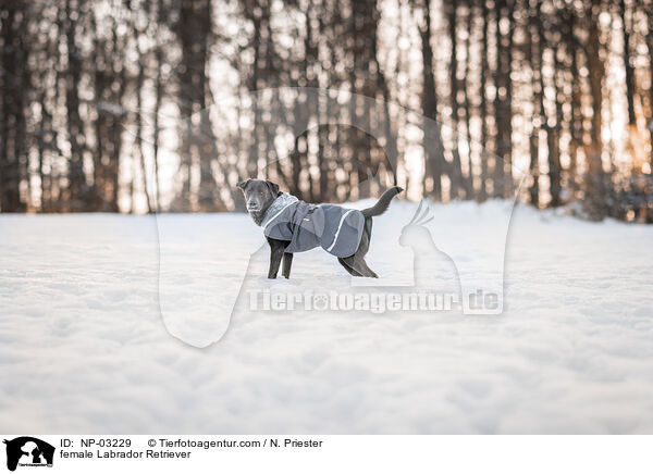 female Labrador Retriever / NP-03229