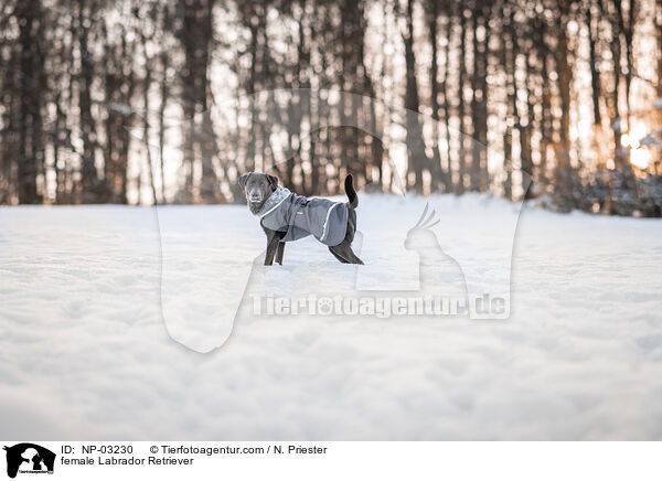 female Labrador Retriever / NP-03230