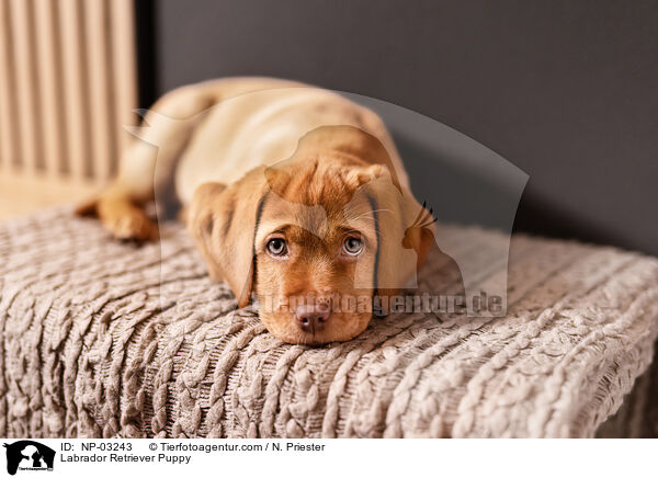 Labrador Retriever Puppy / NP-03243