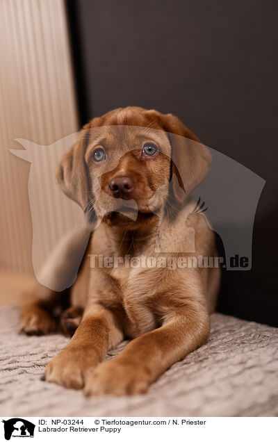 Labrador Retriever Puppy / NP-03244