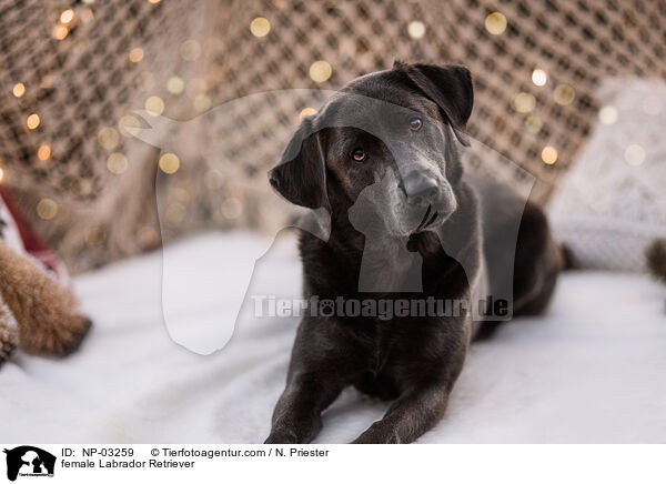 female Labrador Retriever / NP-03259