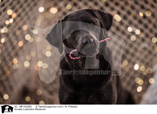 female Labrador Retriever / NP-03260