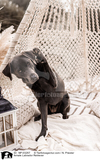 female Labrador Retriever / NP-03267