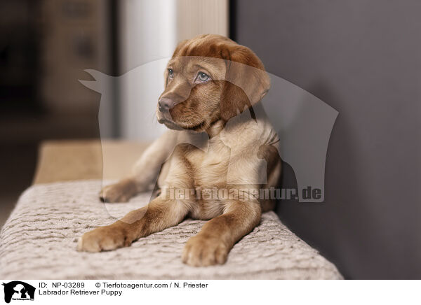 Labrador Retriever Puppy / NP-03289