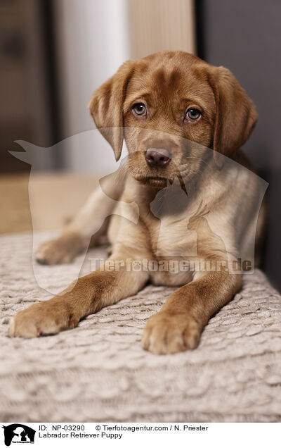 Labrador Retriever Puppy / NP-03290