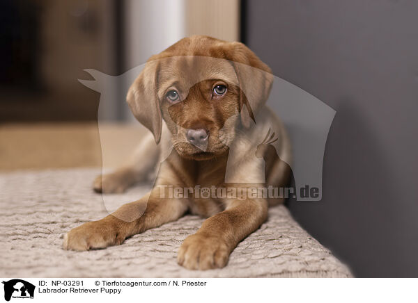 Labrador Retriever Puppy / NP-03291