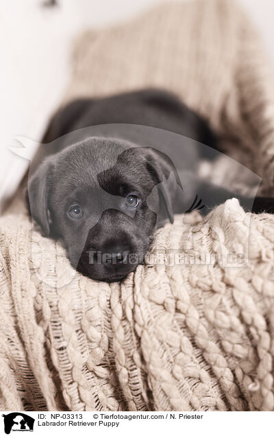 Labrador Retriever Puppy / NP-03313