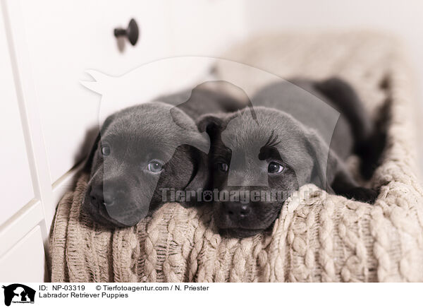 Labrador Retriever Puppies / NP-03319
