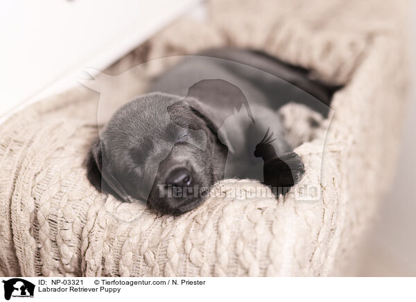 Labrador Retriever Puppy / NP-03321