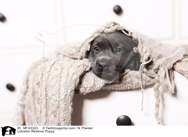 Labrador Retriever Puppy / NP-03323