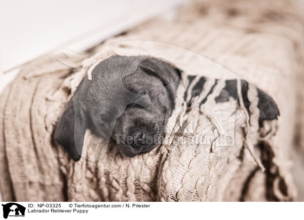Labrador Retriever Puppy / NP-03325