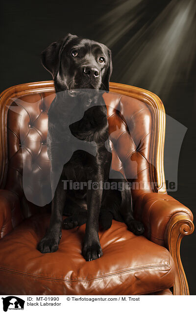 black Labrador / MT-01990