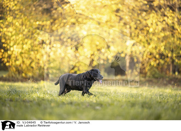 male Labrador Retriever / VJ-04645
