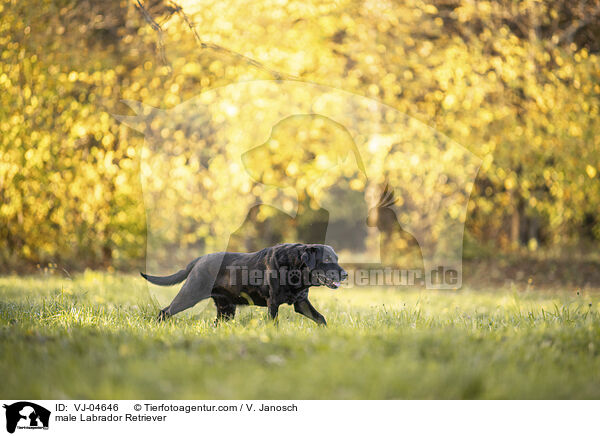 male Labrador Retriever / VJ-04646