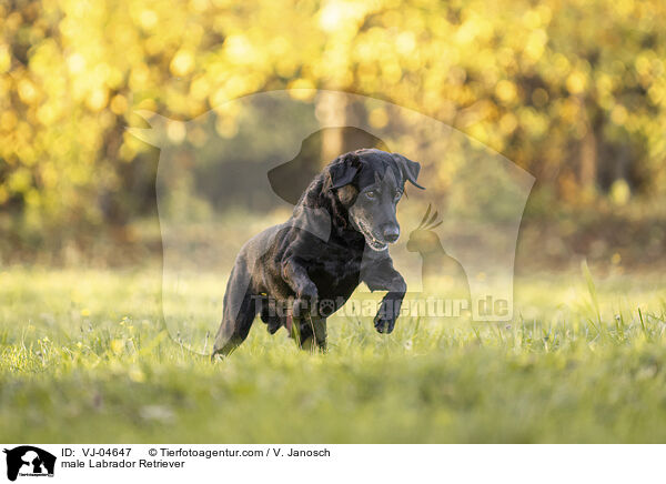 male Labrador Retriever / VJ-04647