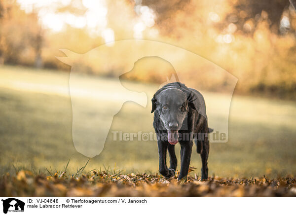 male Labrador Retriever / VJ-04648