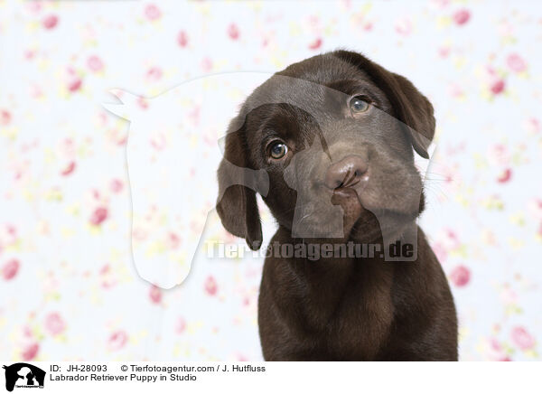 Labrador Retriever Welpe im Studio / Labrador Retriever Puppy in Studio / JH-28093