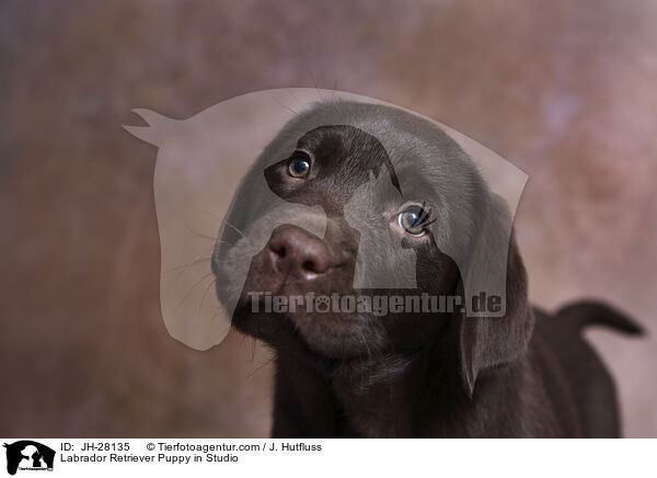 Labrador Retriever Welpe im Studio / Labrador Retriever Puppy in Studio / JH-28135