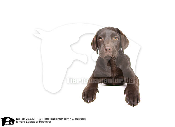female Labrador Retriever / JH-28233