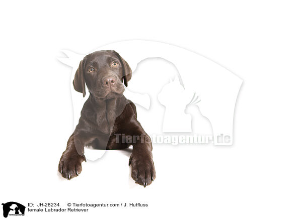 female Labrador Retriever / JH-28234