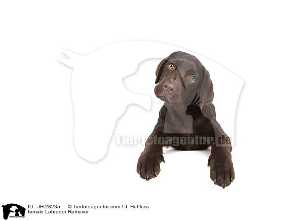 female Labrador Retriever / JH-28235
