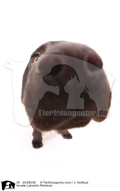 female Labrador Retriever / JH-28236