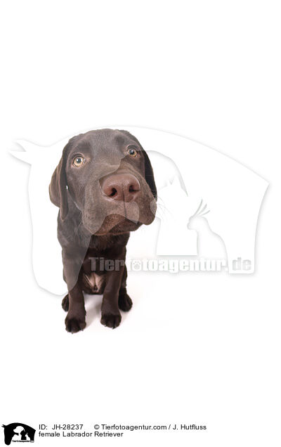 female Labrador Retriever / JH-28237