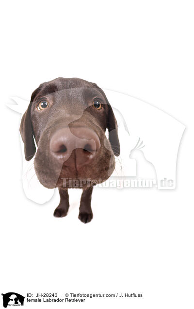 female Labrador Retriever / JH-28243